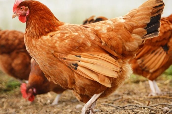 Pembersihan Bulu Ayam Higienis