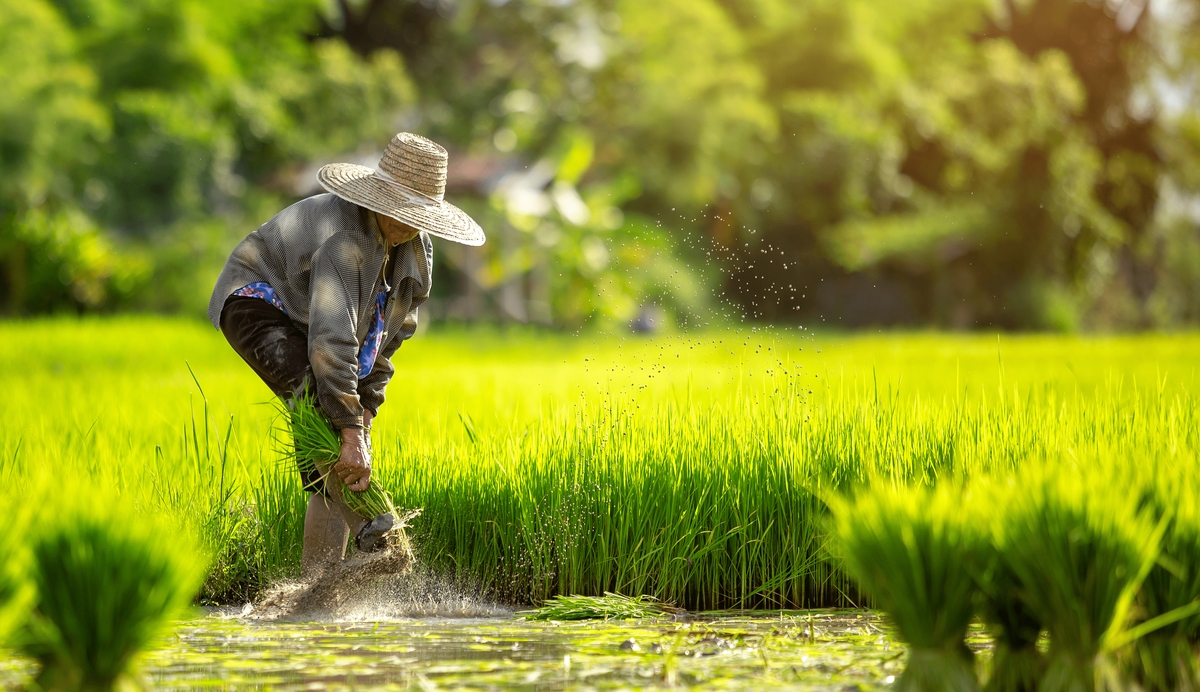 traktor roda dua pengolah tanah