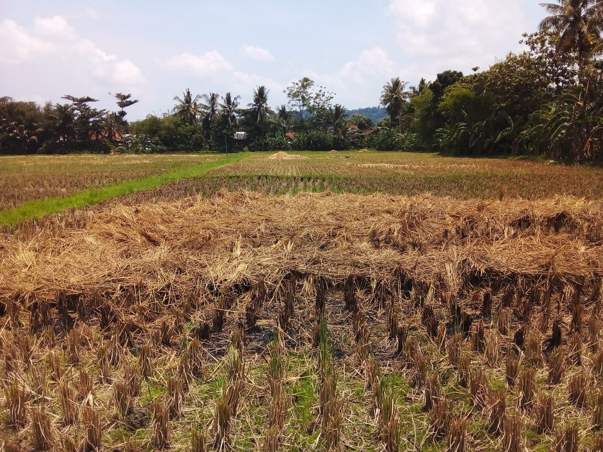 Cara Fermentasi Jerami untuk Pakan Kambing Bergizi