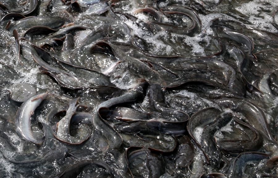 pelatihan budidaya lele berbasis teknologi