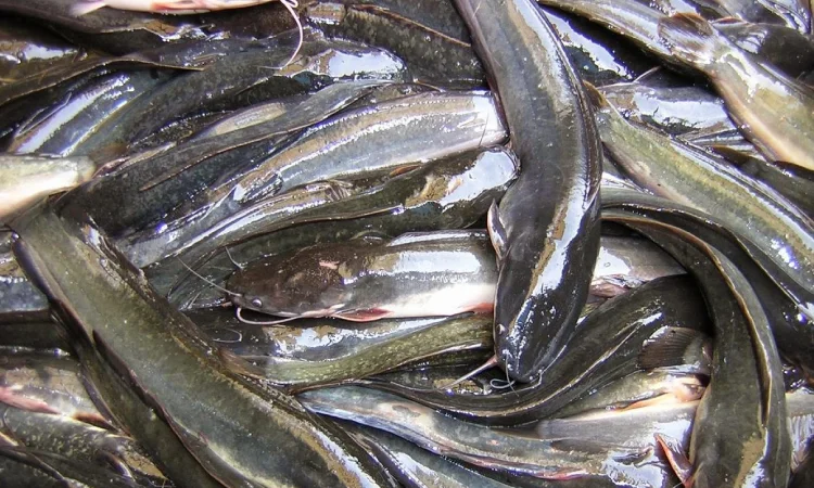 perhitungan modal usaha budidaya lele