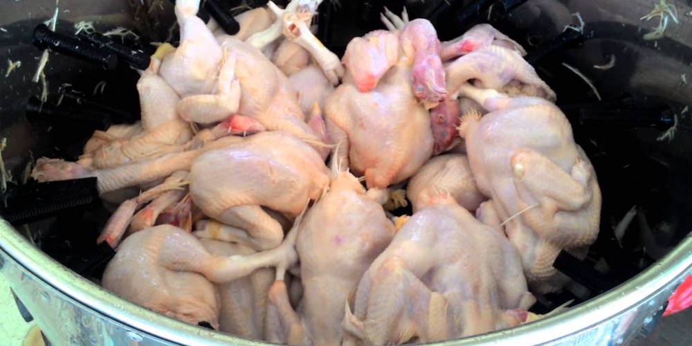 Cara Mencabut Bulu Ayam Potong dengan Cepat dan Bersih