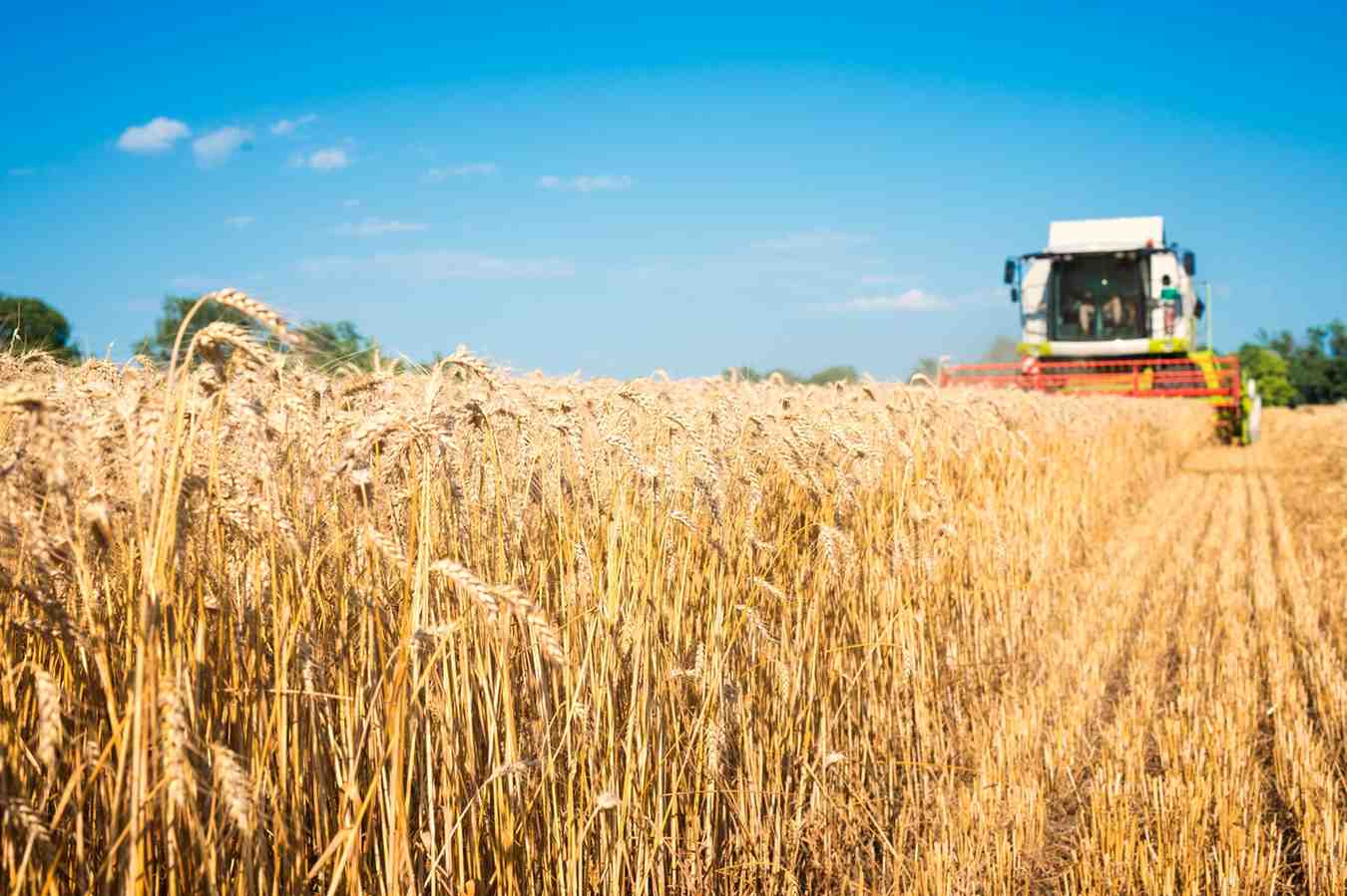 Proses Panen Padi Menggunakan Combine Harvester Modern