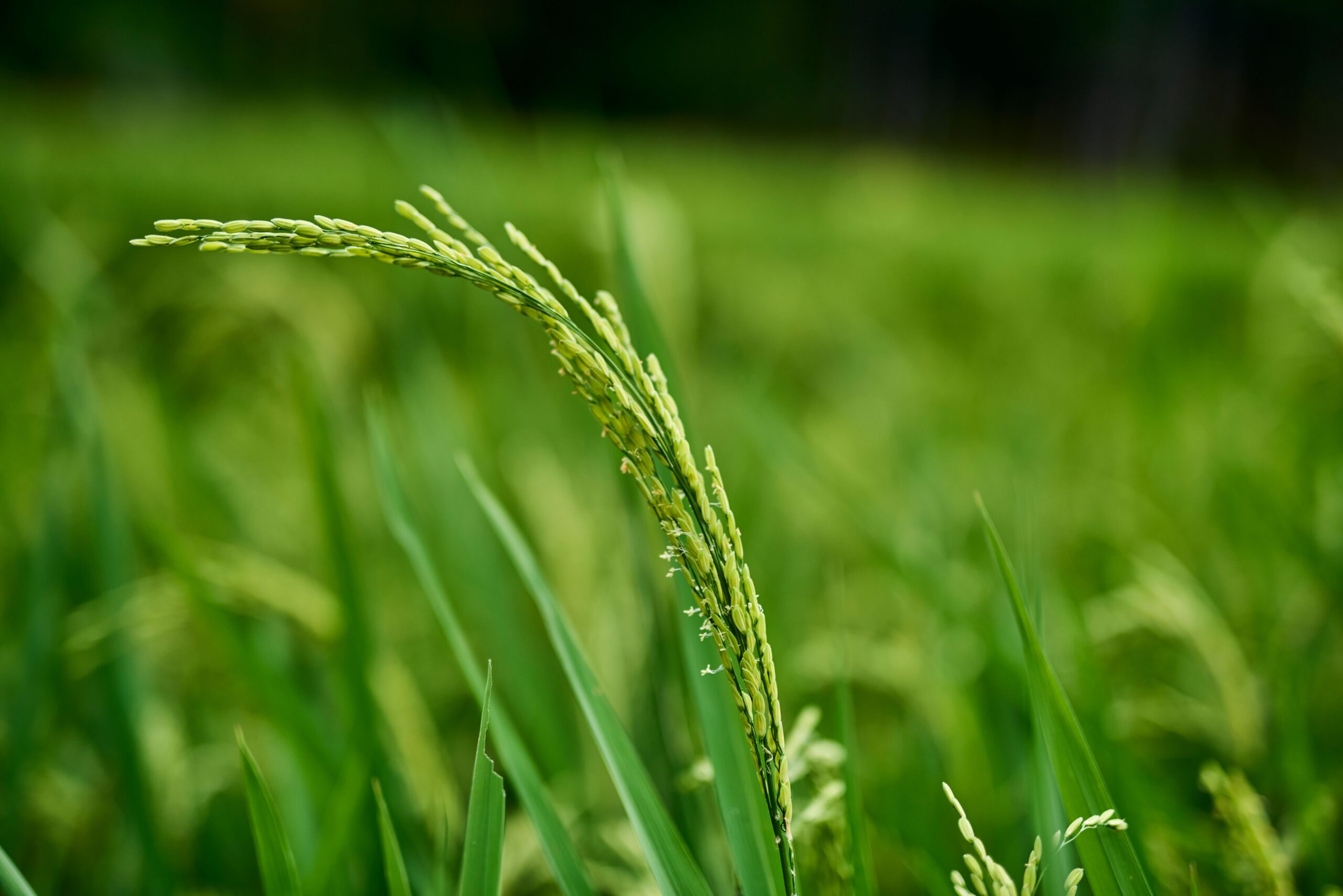 Cara Melindungi Padi dari Tikus Sawah agar Panen Tetap Aman