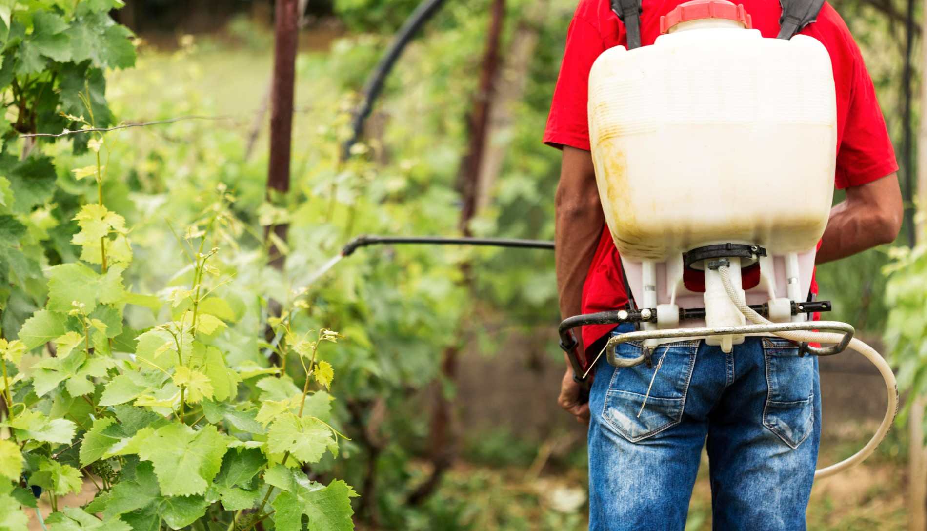 tips memilih hand sprayer elektrik