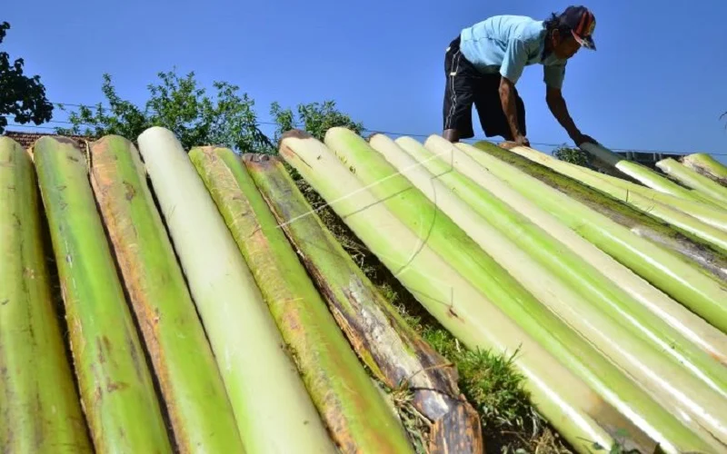 Cara Memanfaatkan Batang Pisang Setelah Panen dengan Tepat