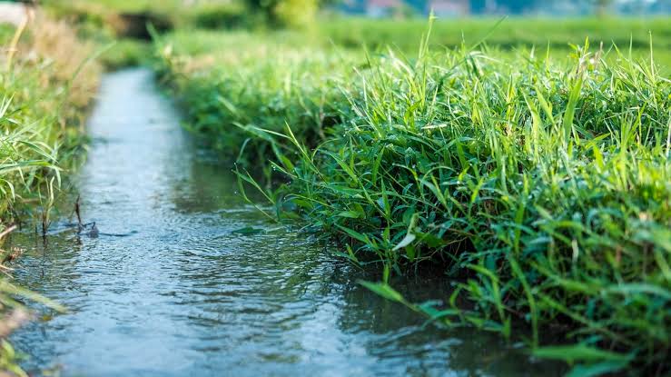 Air Irigasi untuk Tanaman agar Pertumbuhan Tetap Optimal
