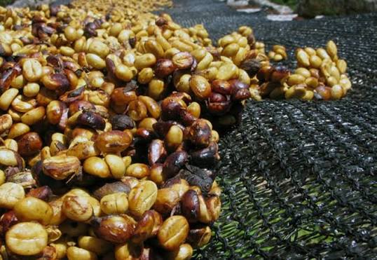 perbedaan pengupasan kopi basah manual dan mesin