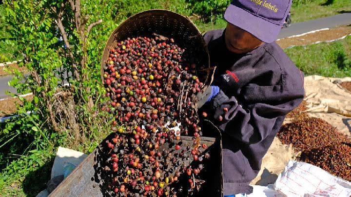 Perbedaan Pengupasan Kopi Basah Manual dan Mesin