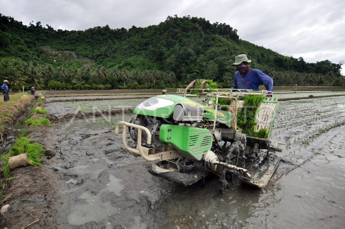 Cara Menghemat Tenaga Saat Tanam Padi untuk Petani Modern