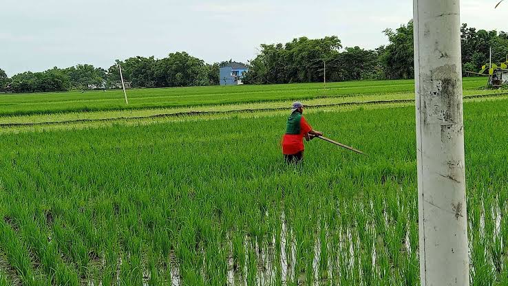 Cara Mengairi Sawah Saat Kemarau agar Kebutuhan Air Tetap Terpenuhi