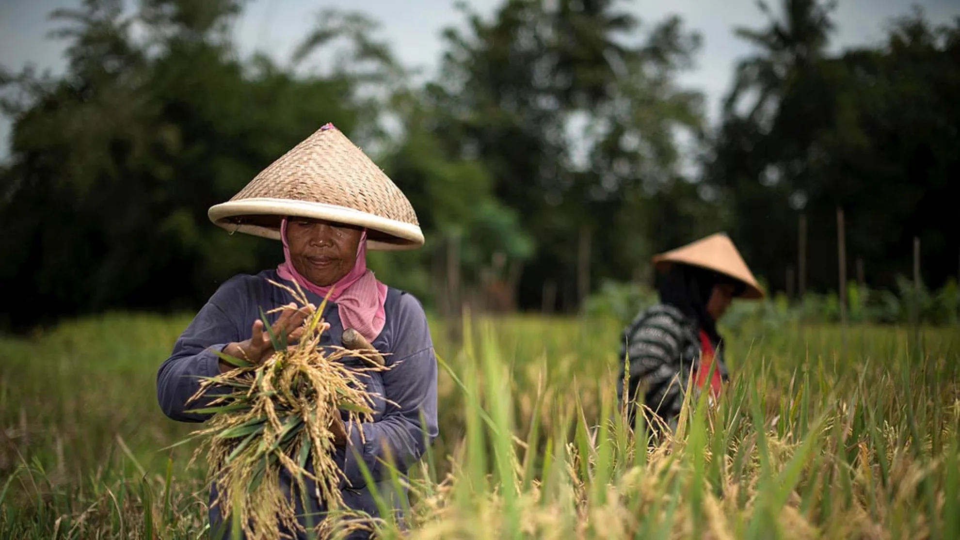 Cara Mengurangi Kehilangan Hasil Panen agar Hasil Pertanian Lebih Optimal