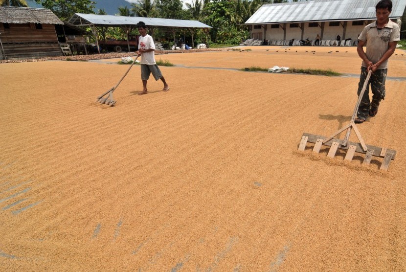 Pengeringan Bahan Pertanian Skala Besar: Solusi Efisien untuk Hasil Panen Melimpah